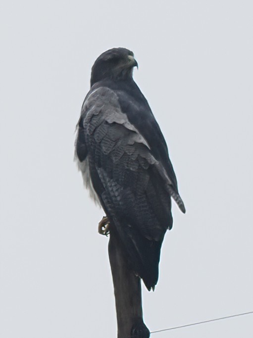 Black-chested Buzzard-Eagle - ML620187033
