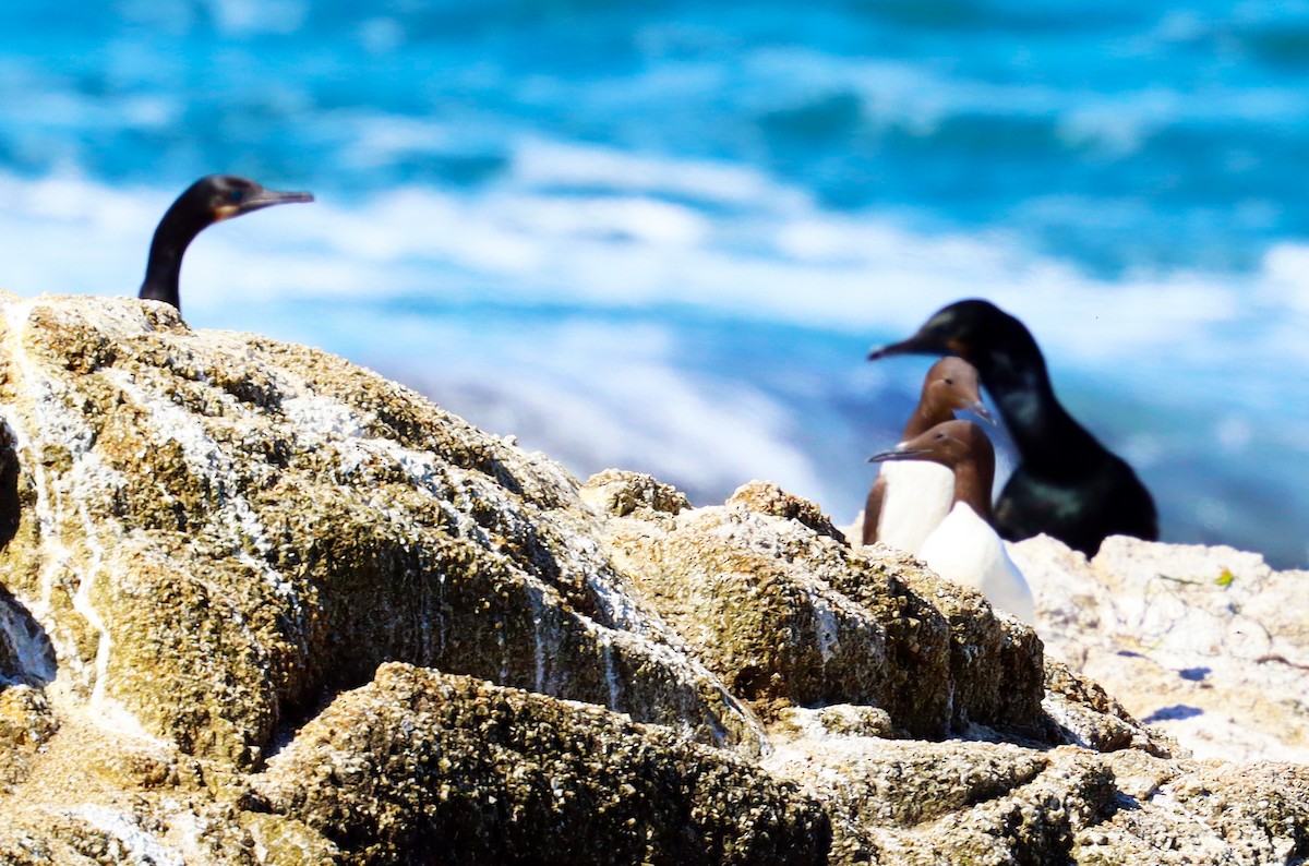 Common Murre - ML620187035