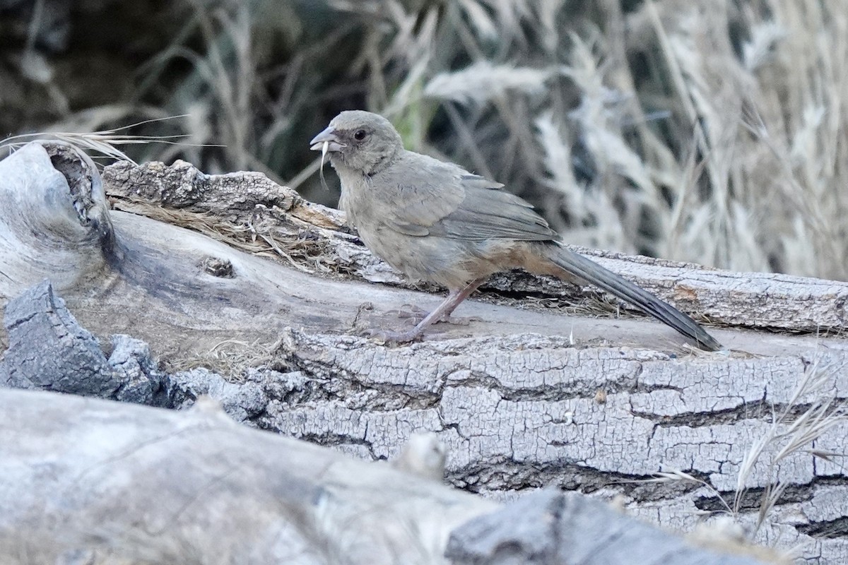 Abert's Towhee - ML620187037