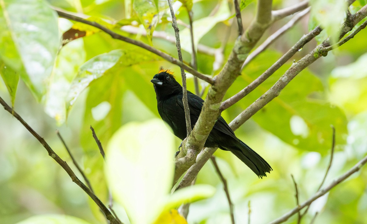 Tawny-crested Tanager - ML620187039