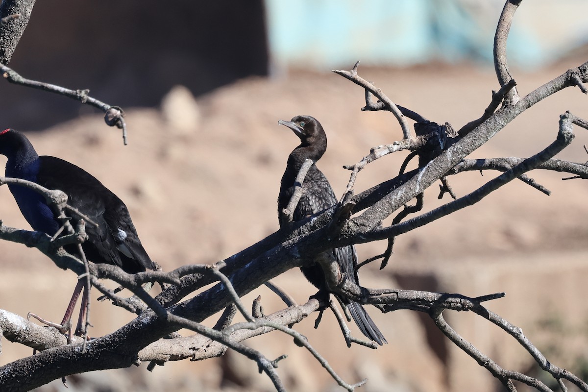 Little Black Cormorant - ML620187040