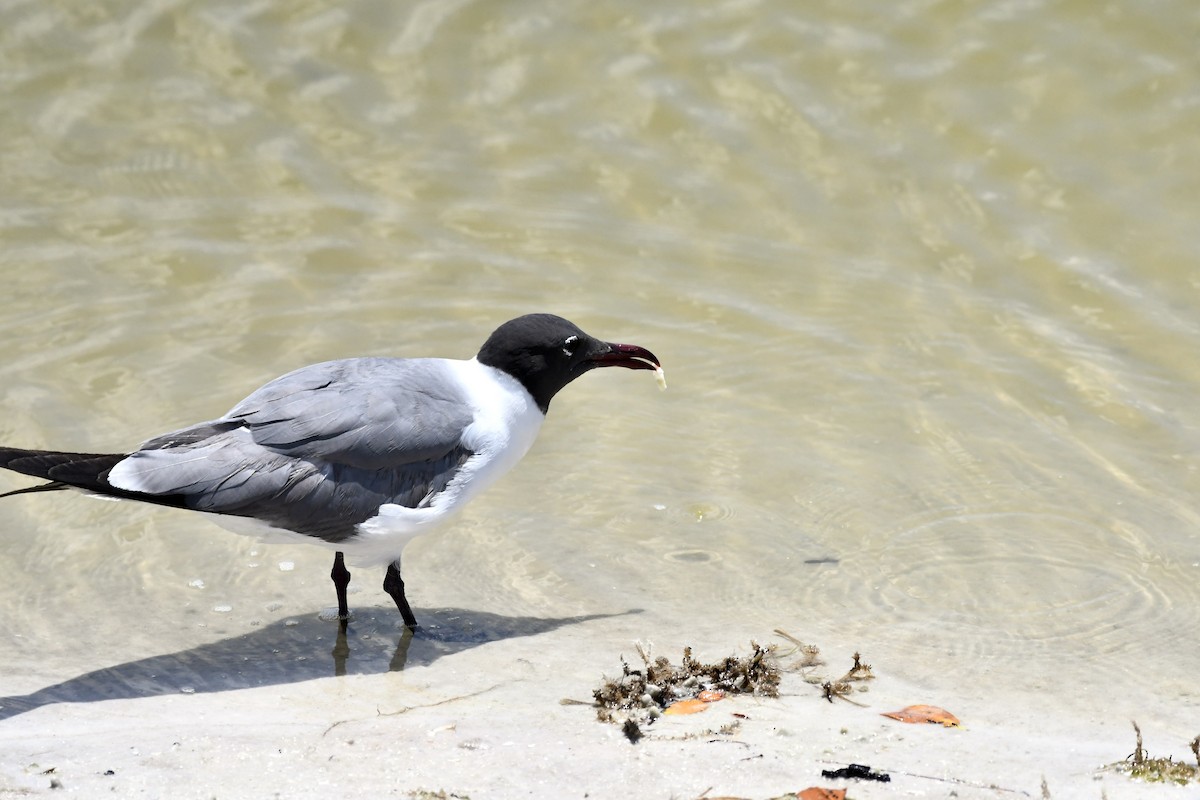 Laughing Gull - ML620187042