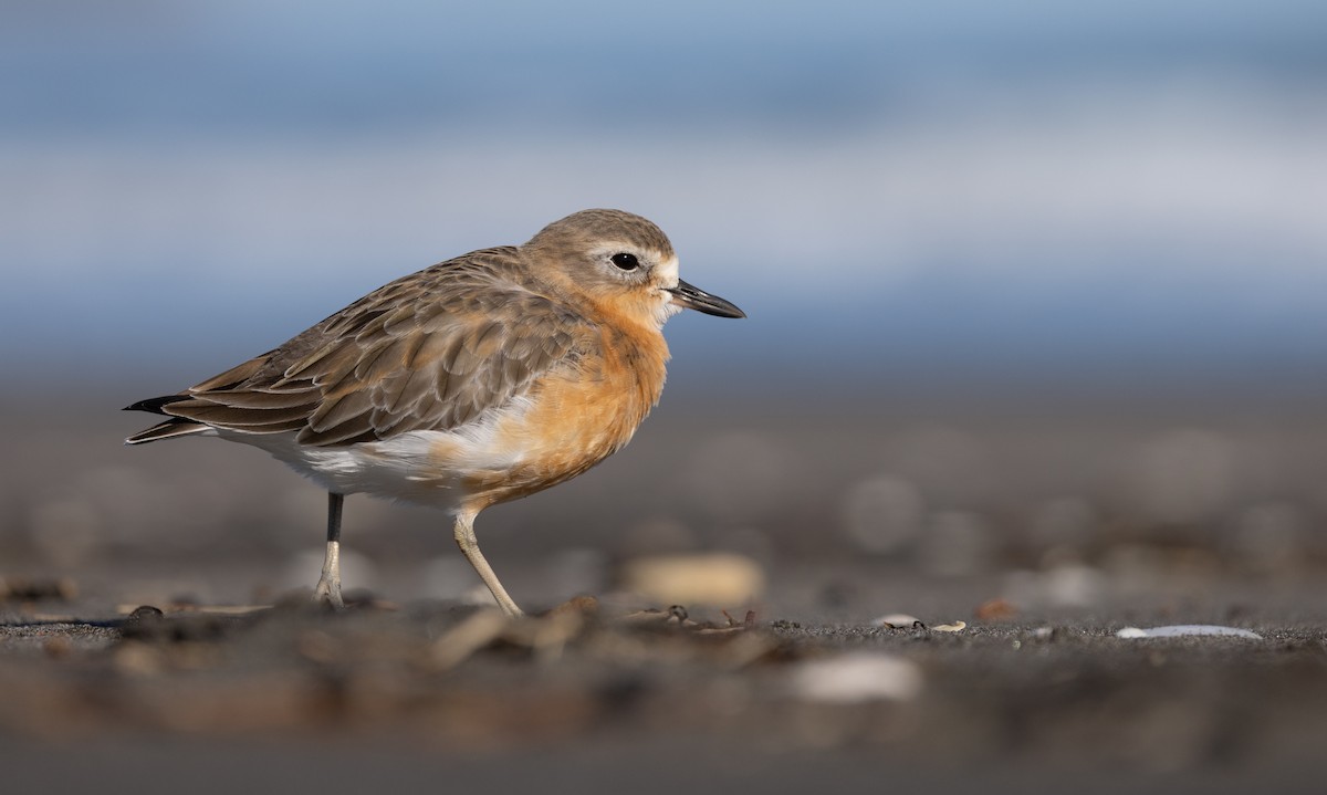 Red-breasted Dotterel - ML620187047