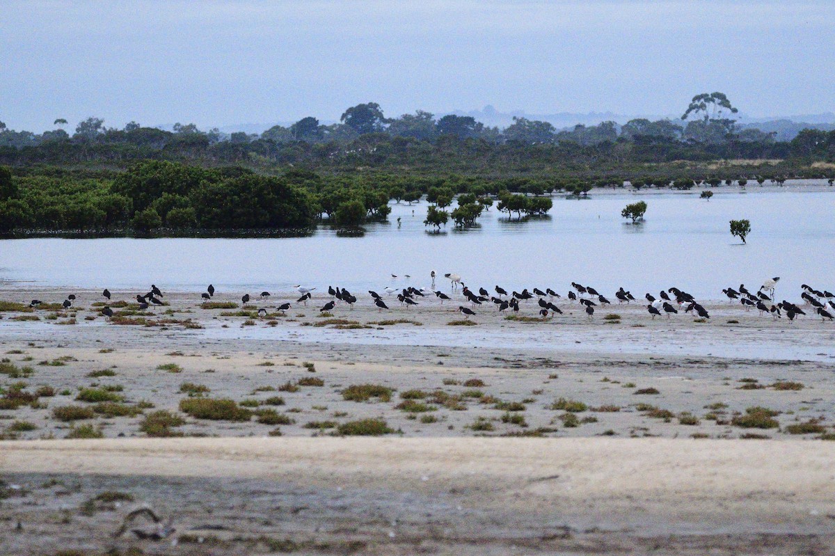 Pied Oystercatcher - ML620187053