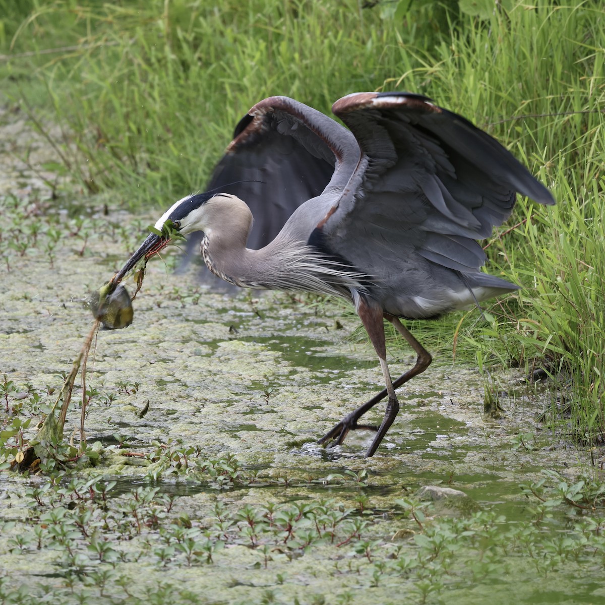 Great Blue Heron - ML620187058