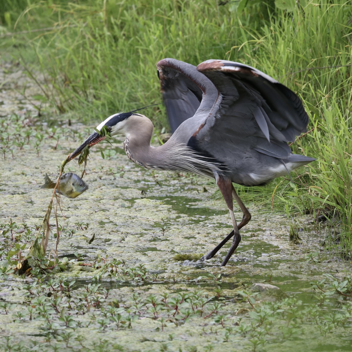 Great Blue Heron - ML620187059