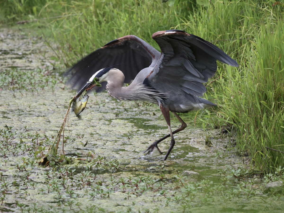 Great Blue Heron - ML620187060