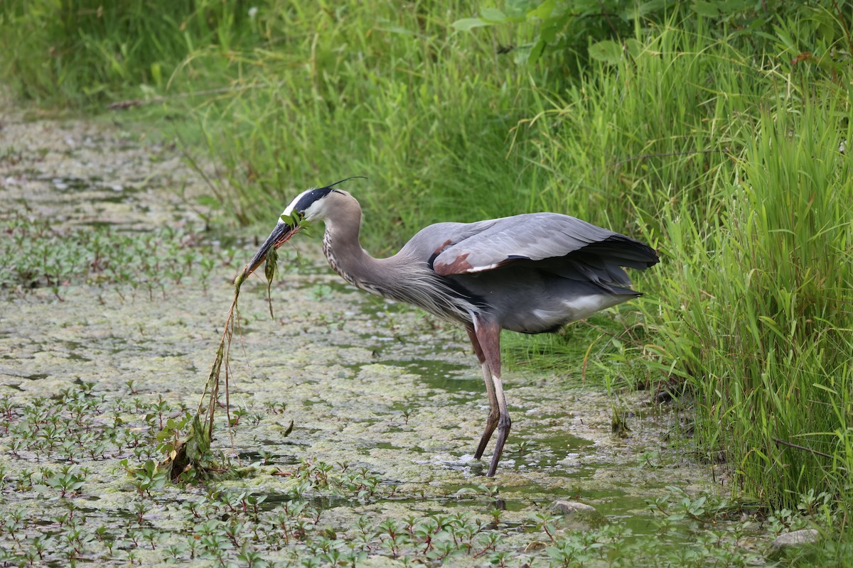 Great Blue Heron - ML620187061