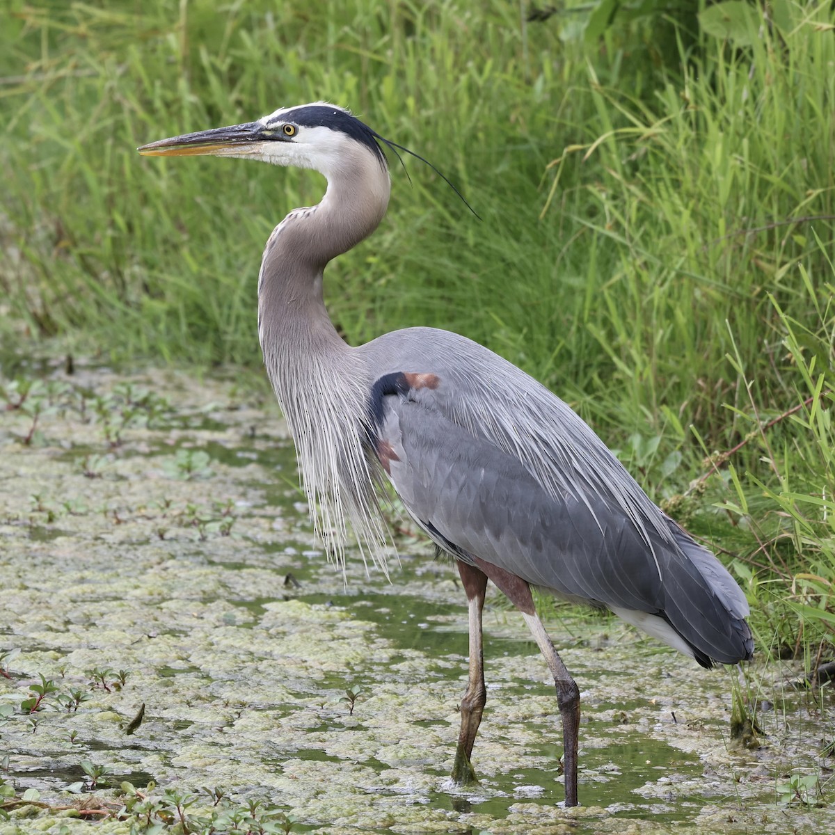 Great Blue Heron - ML620187064