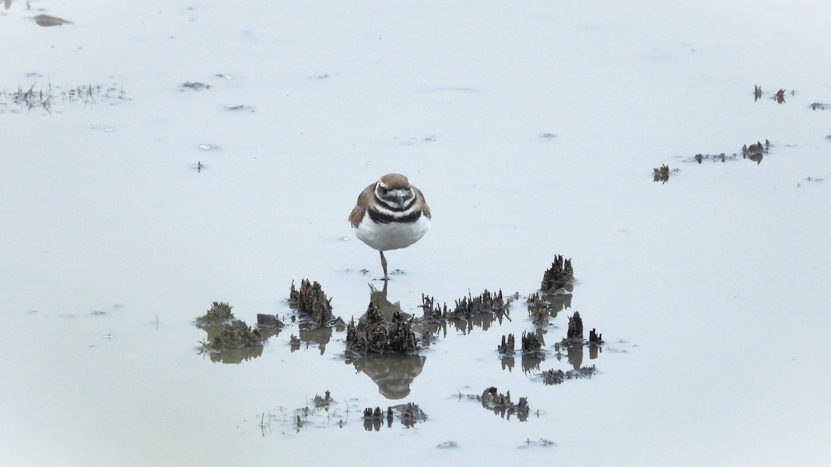 Killdeer - ML620187065