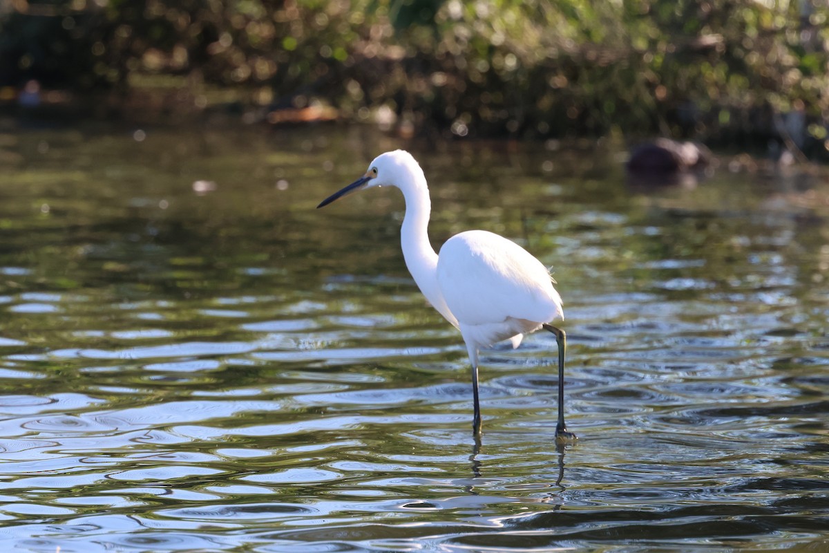 Little Egret - ML620187072