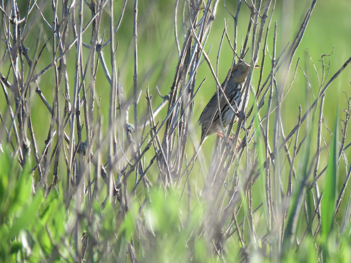 Bruant à queue aiguë - ML620187073