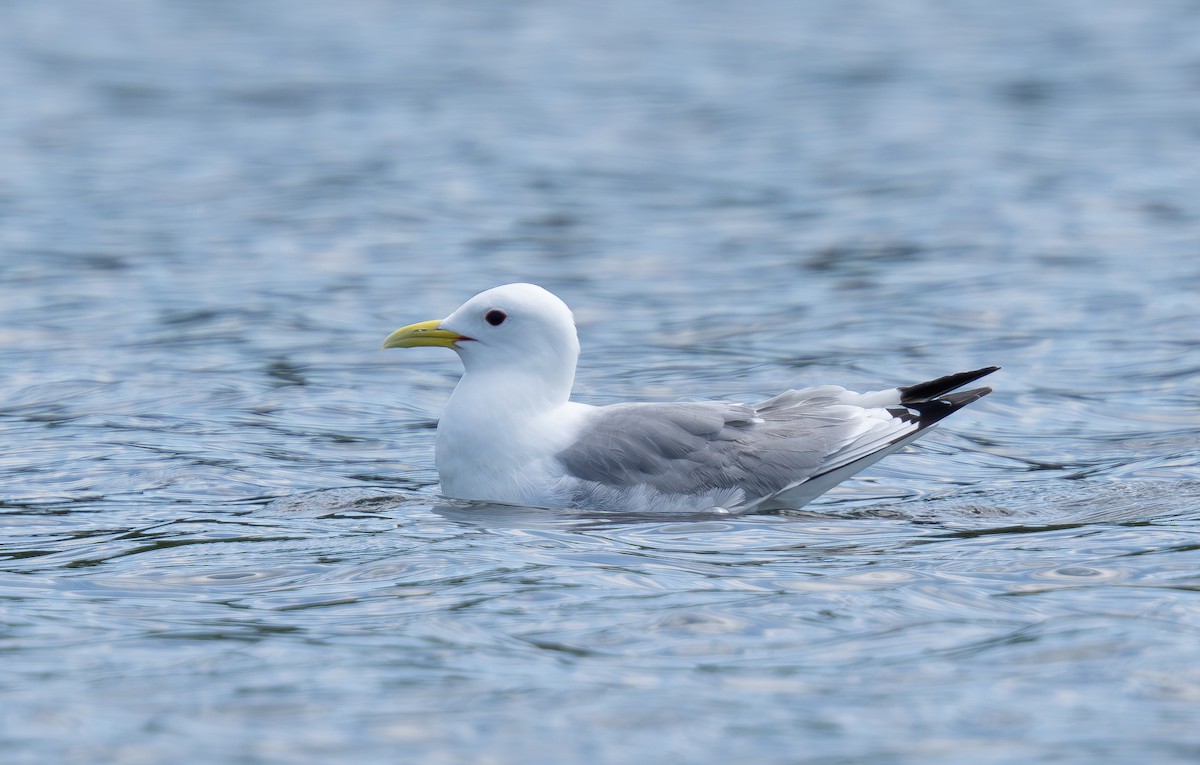 Black-legged Kittiwake - ML620187081