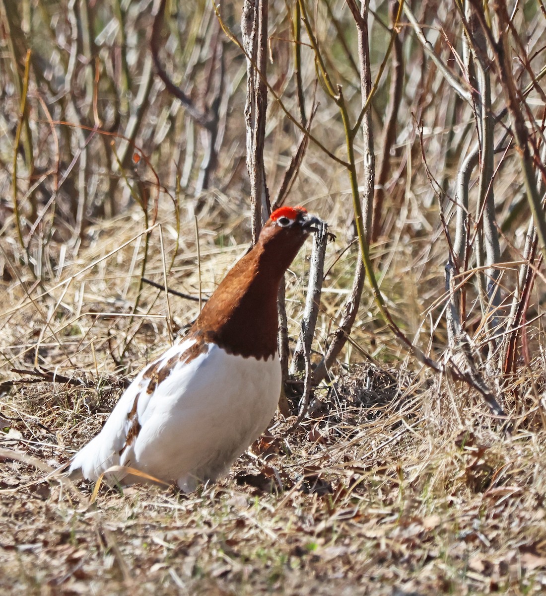 Moorschneehuhn - ML620187084