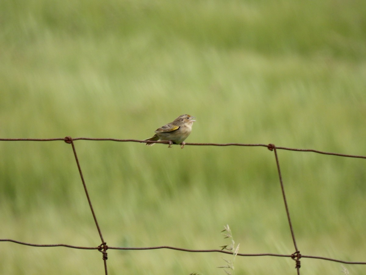 Grasshopper Sparrow - ML620187090