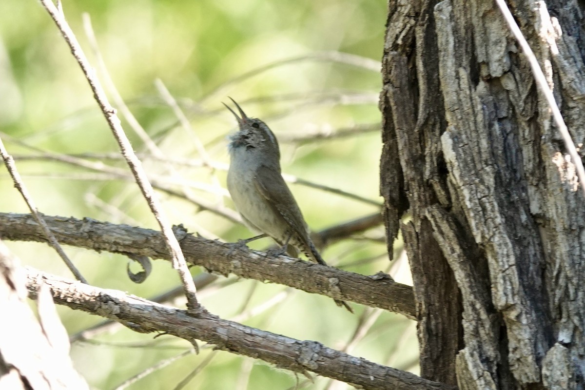 Bewick's Wren - ML620187091