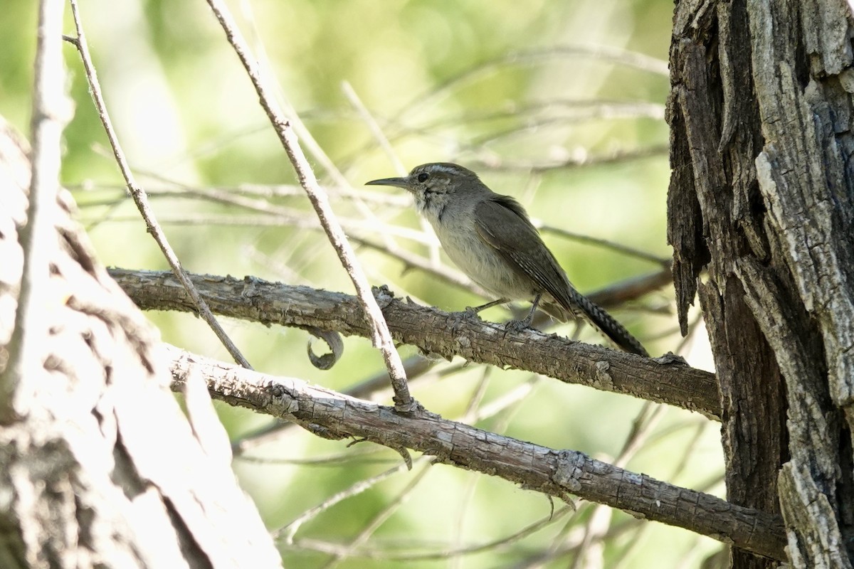 Bewick's Wren - ML620187092