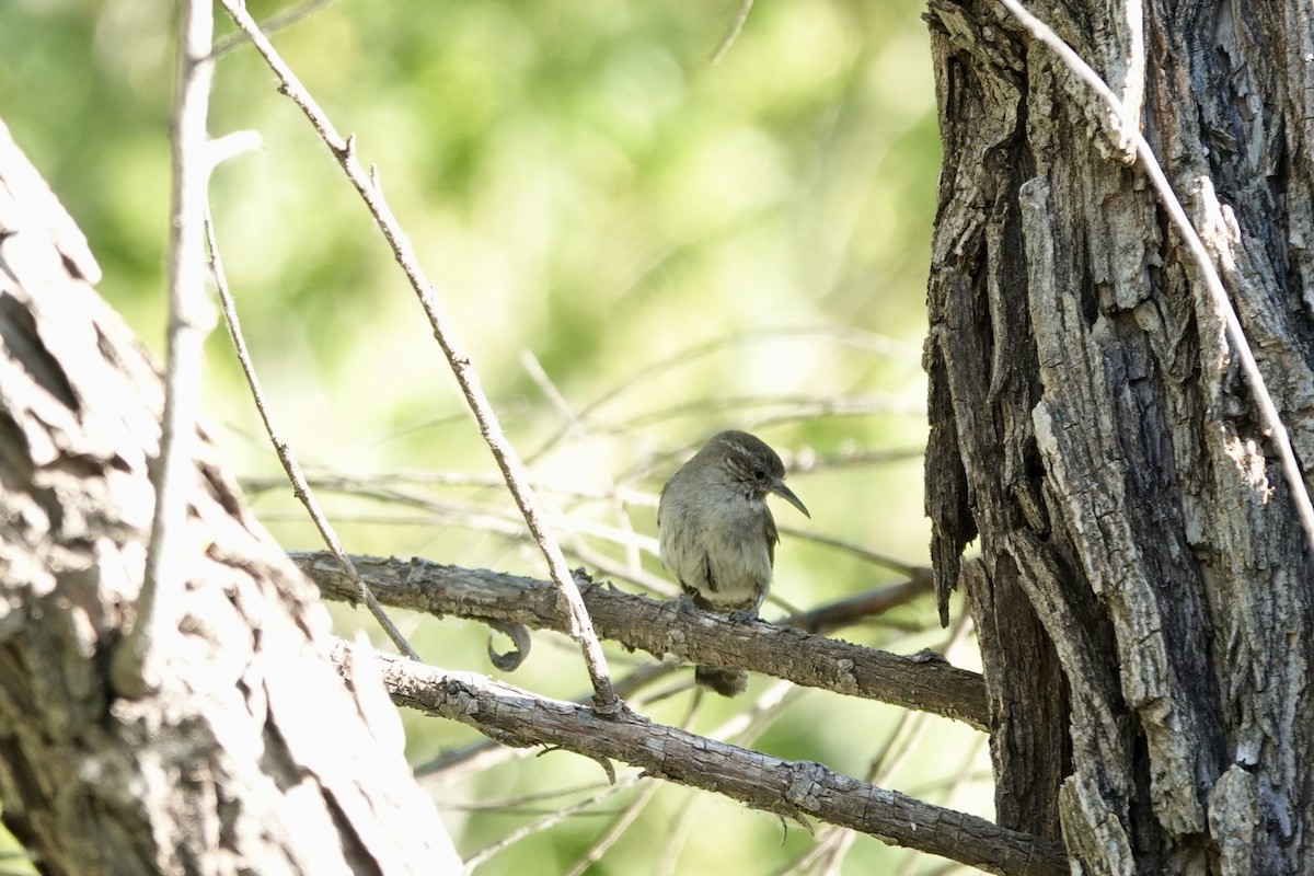 Bewick's Wren - ML620187093