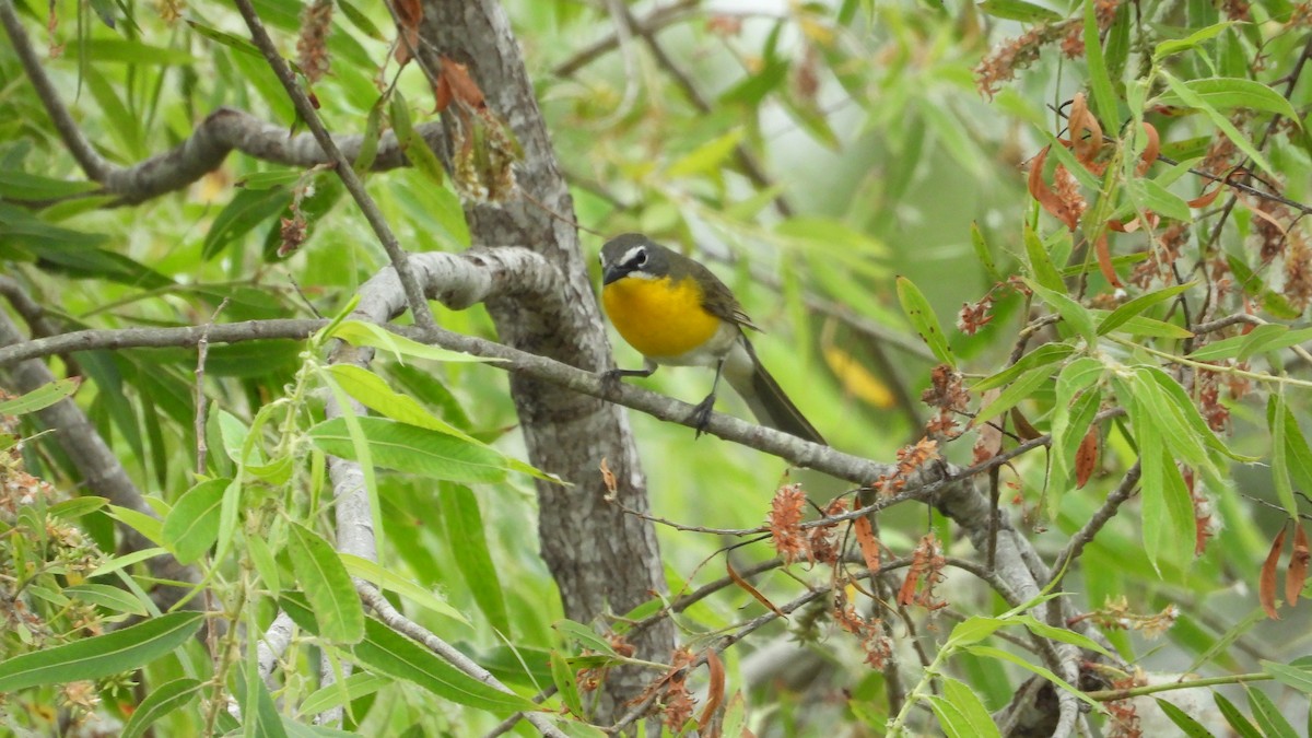 Yellow-breasted Chat - ML620187097