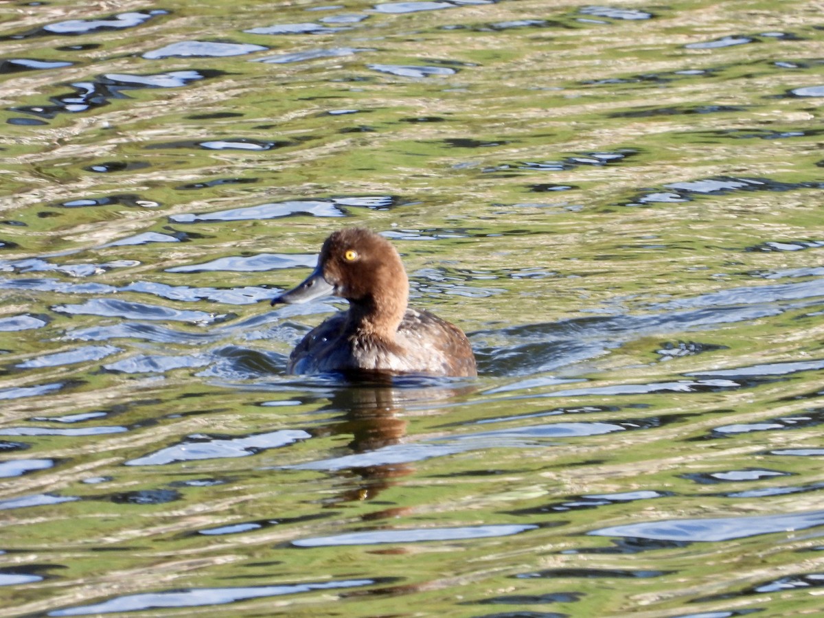 Lesser Scaup - George Halmazna