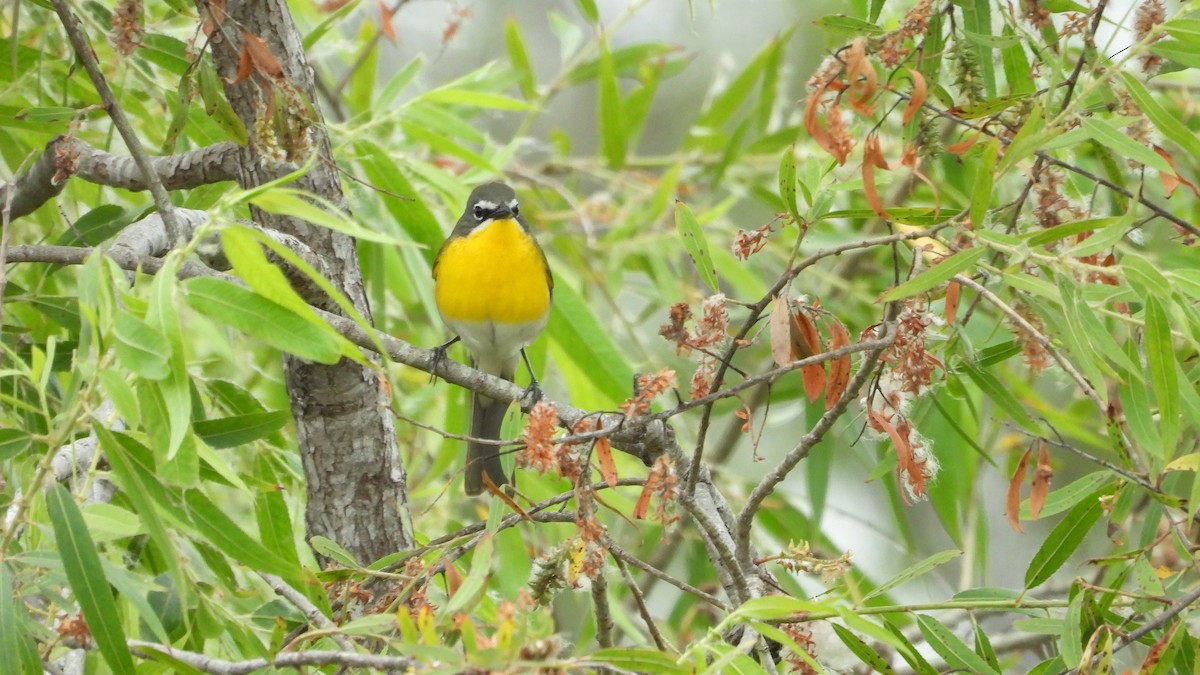 Yellow-breasted Chat - ML620187100