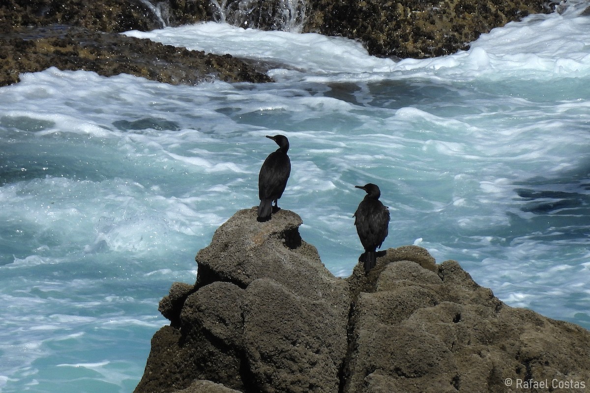 European Shag - ML620187101