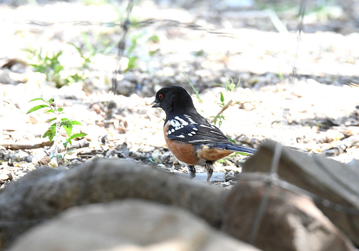 Spotted Towhee - ML620187102