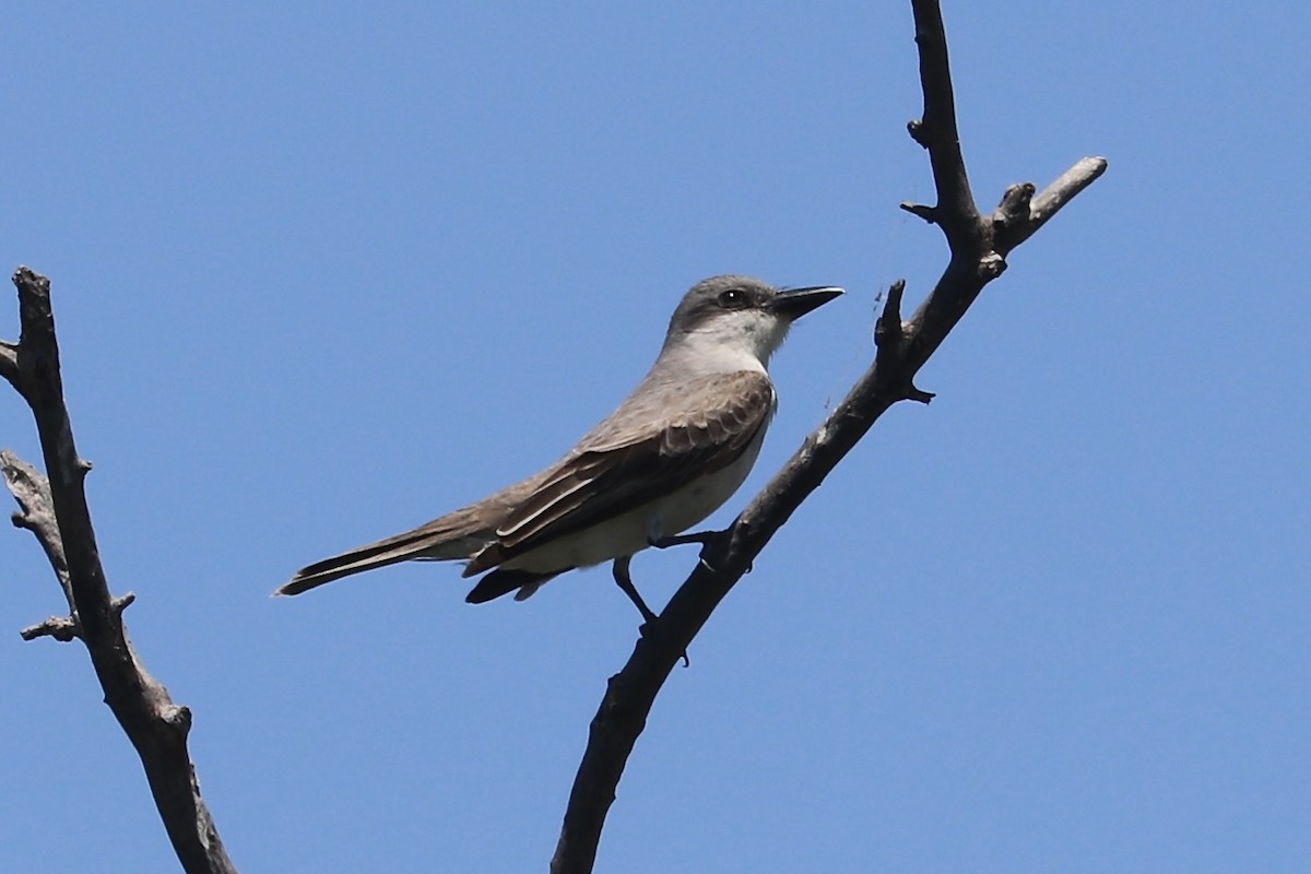 Gray Kingbird - ML620187103