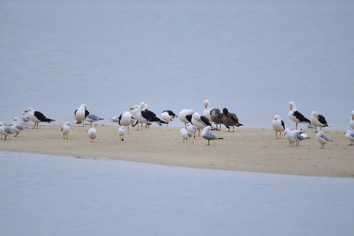 Pacific Gull - ML620187109