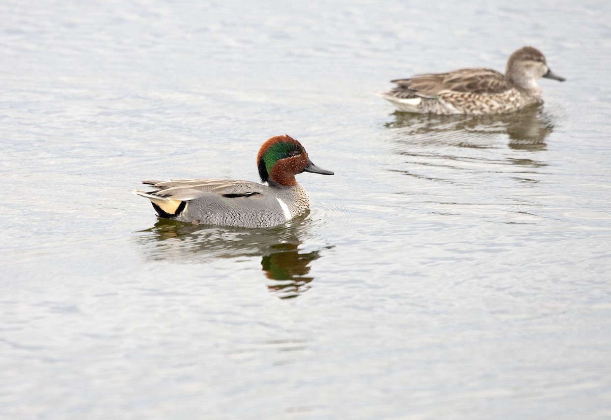 Green-winged Teal - ML620187113