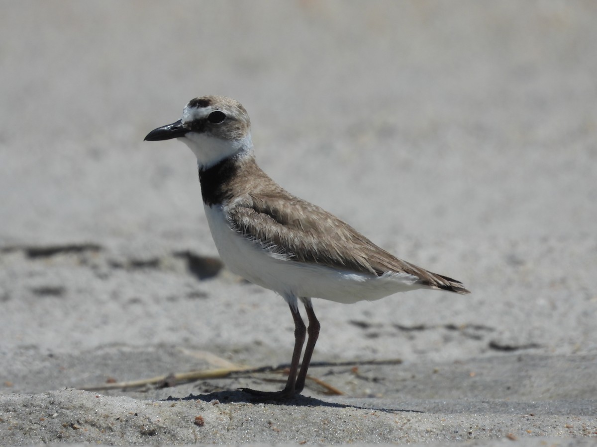 Wilson's Plover - ML620187119