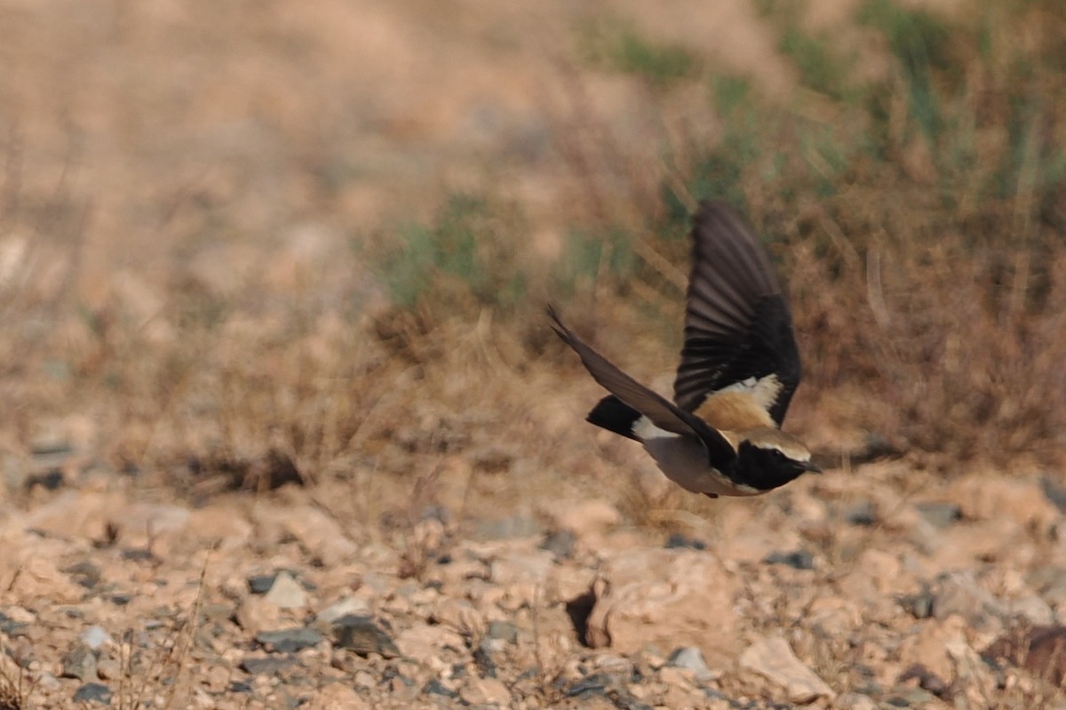 Desert Wheatear - ML620187122