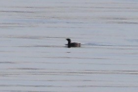 Marbled Murrelet - Sandy Pringle