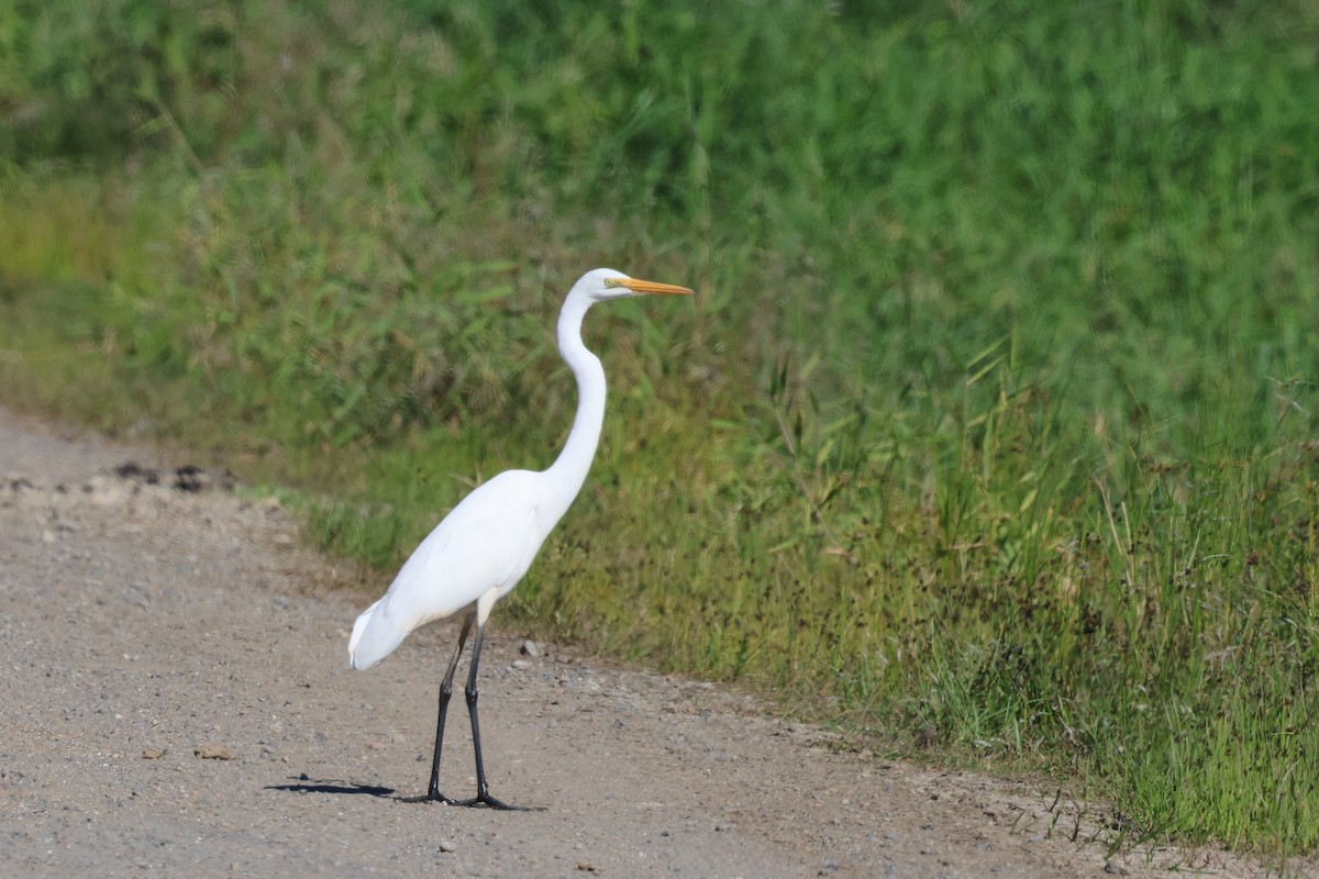 Great Egret - ML620187151