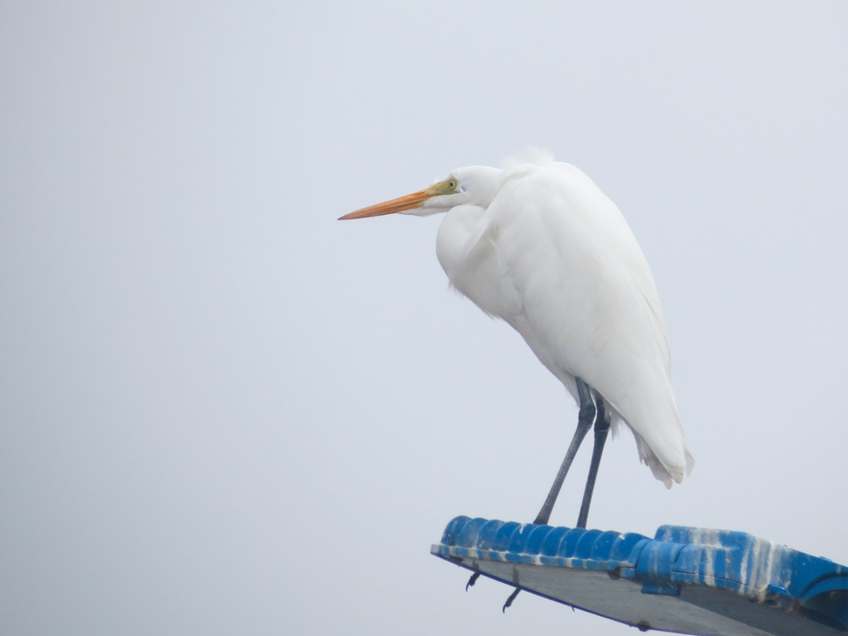 Great Egret - ML620187156