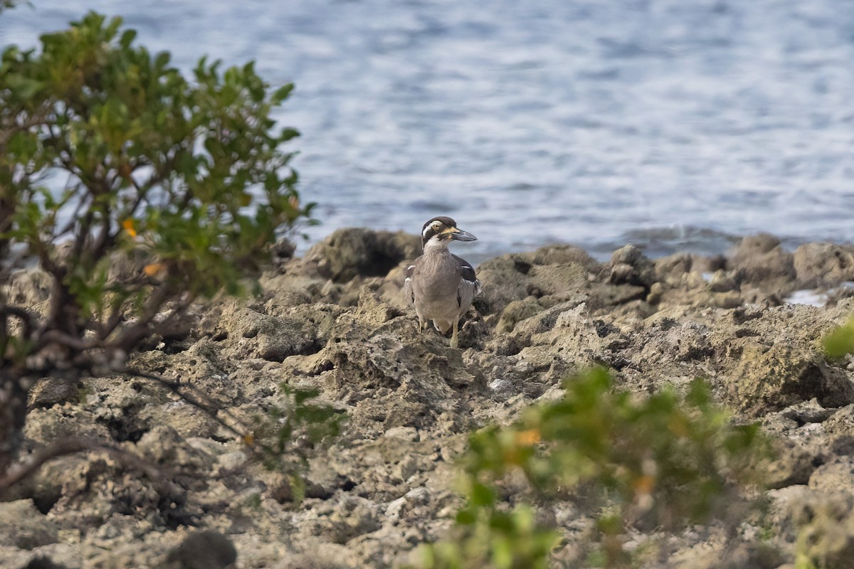 Beach Thick-knee - ML620187160