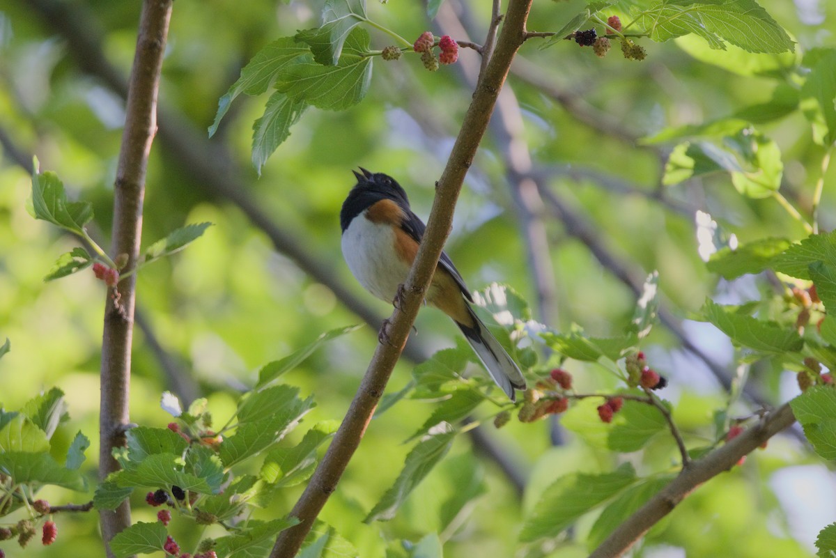 Eastern Towhee - ML620187162