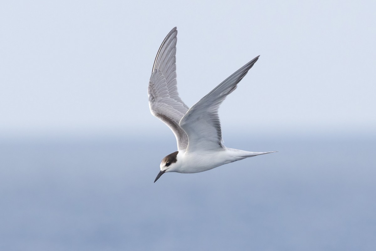 Common Tern - ML620187167