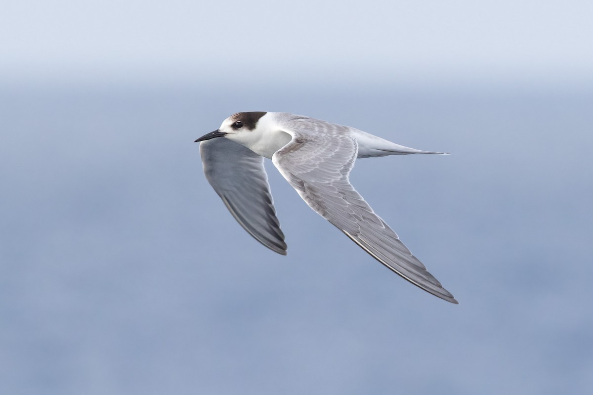 Common Tern - ML620187168