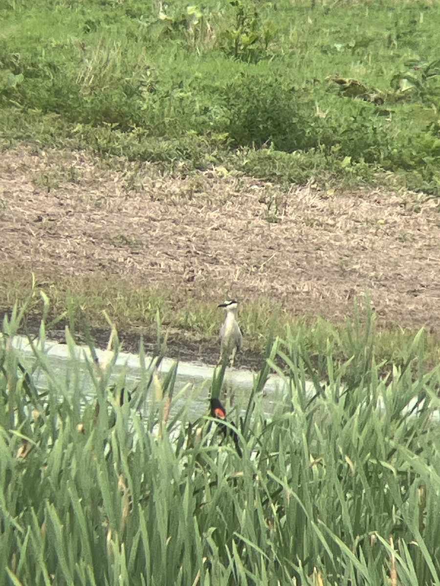 Black-crowned Night Heron - ML620187169