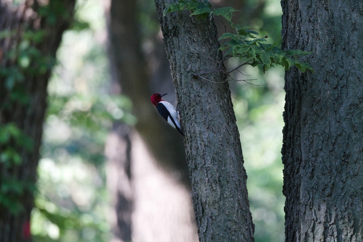 Red-headed Woodpecker - ML620187170