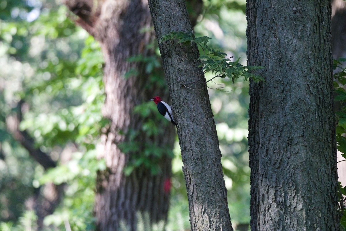 Red-headed Woodpecker - ML620187171