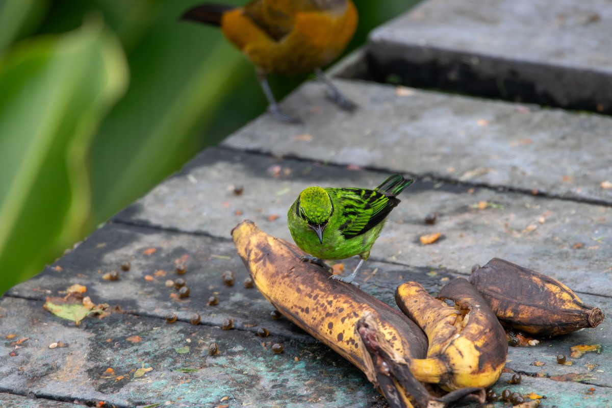 Emerald Tanager - ML620187173