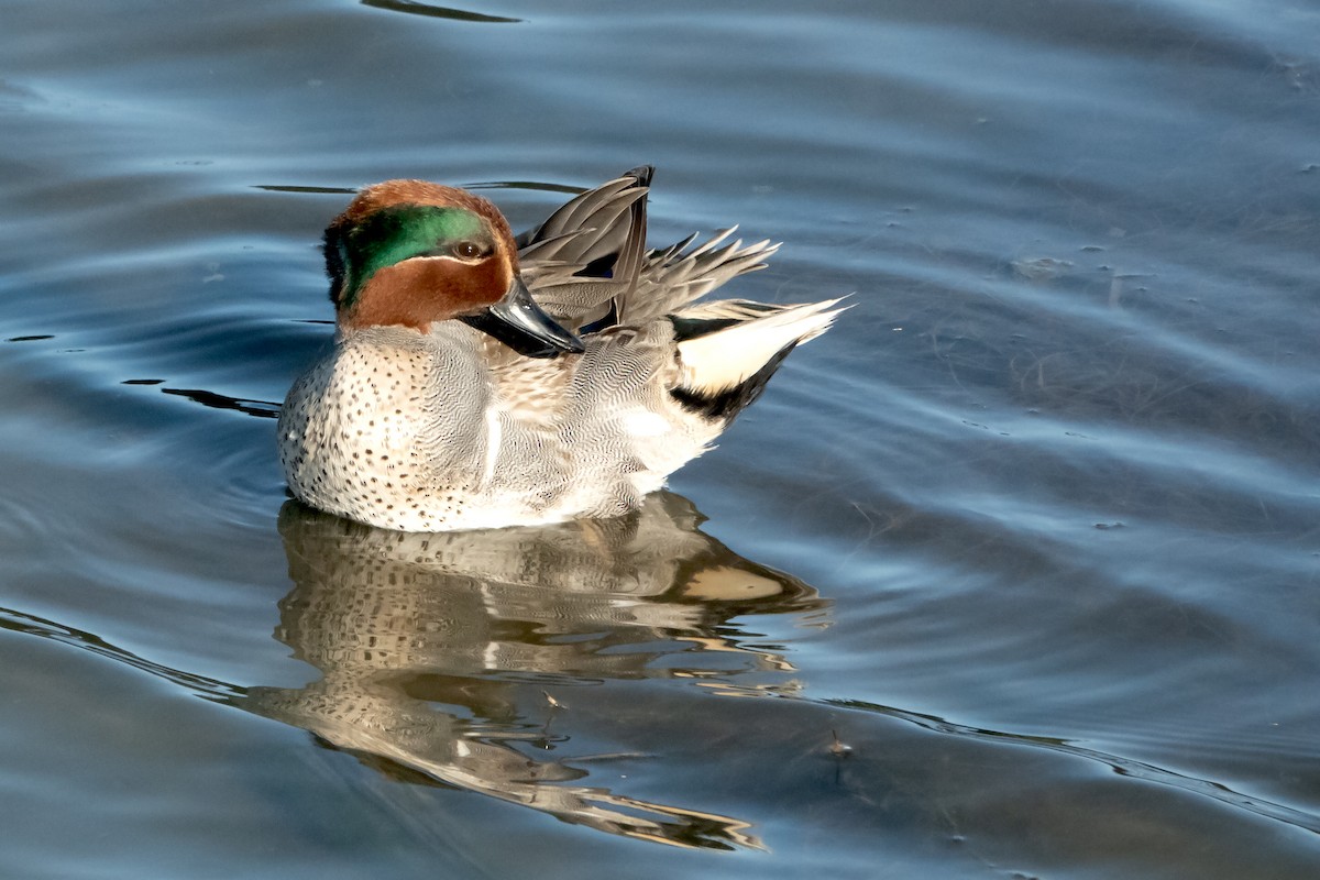 Green-winged Teal - ML620187183