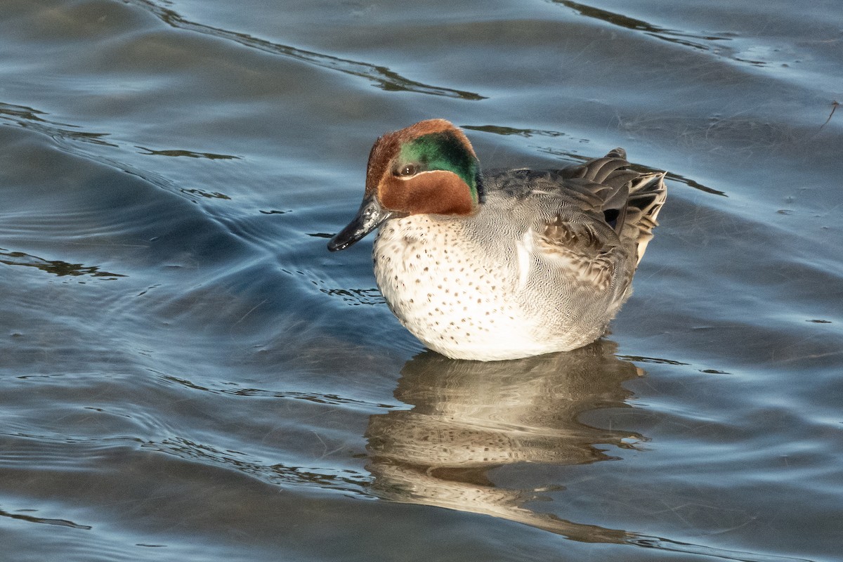 Green-winged Teal - Peter Weber 🦉