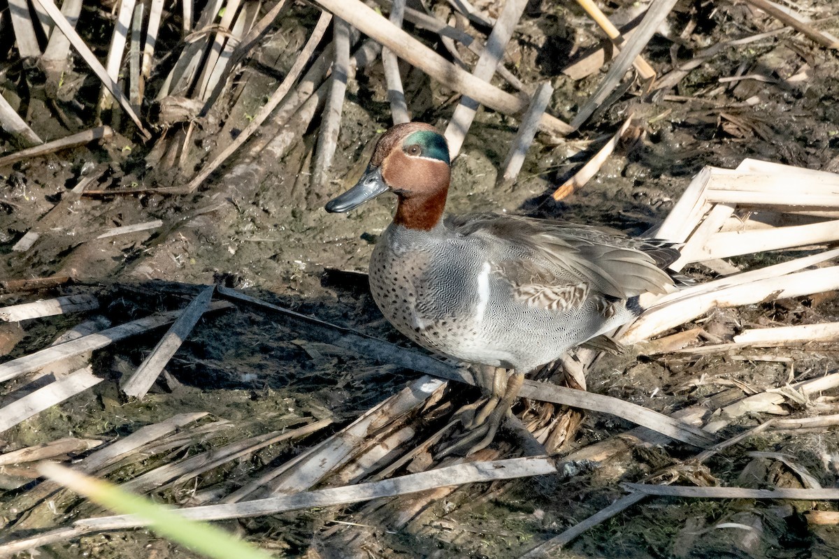 Green-winged Teal - ML620187187