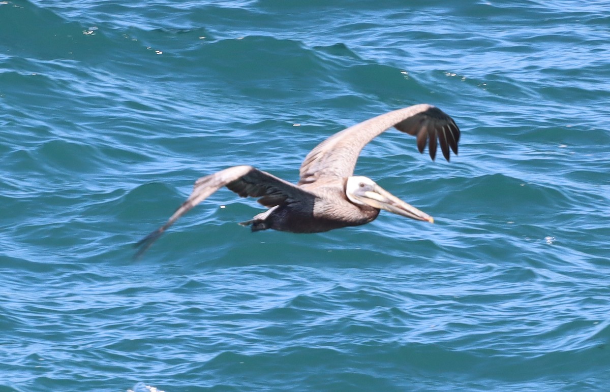 pelikán hnědý - ML620187189
