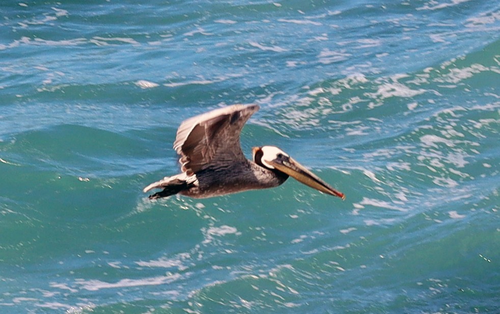 Brown Pelican - ML620187190