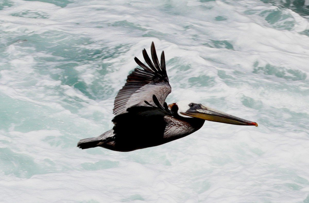 pelikán hnědý - ML620187191