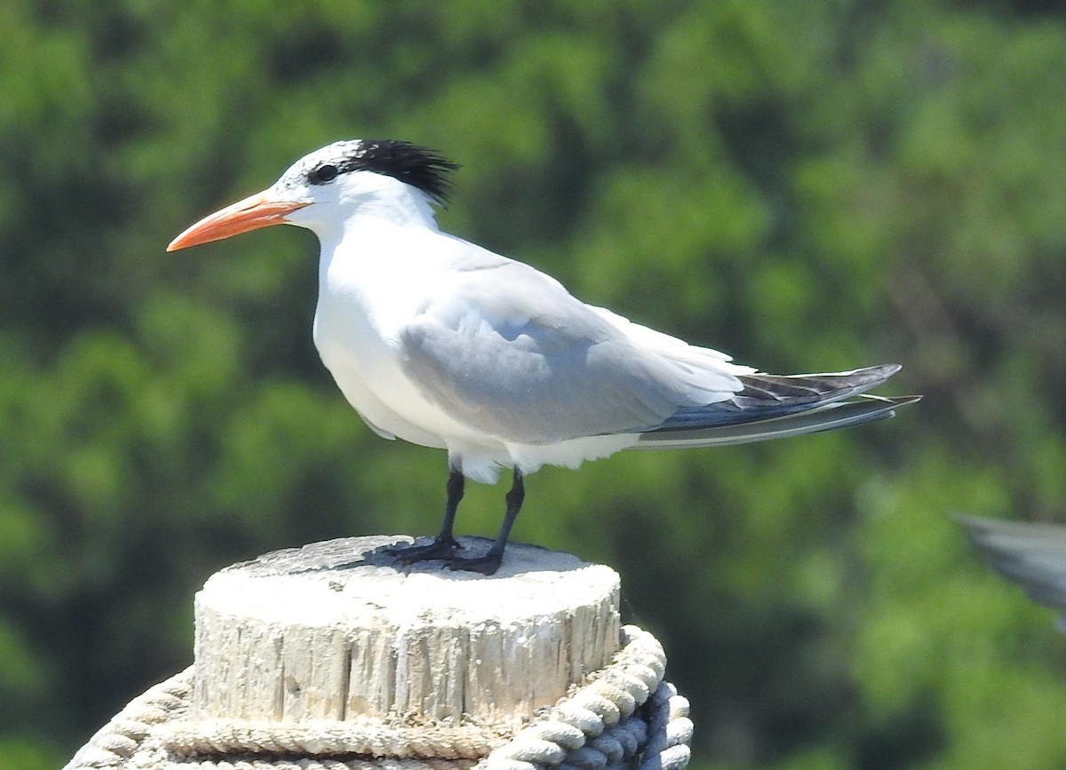 Royal Tern - ML620187193